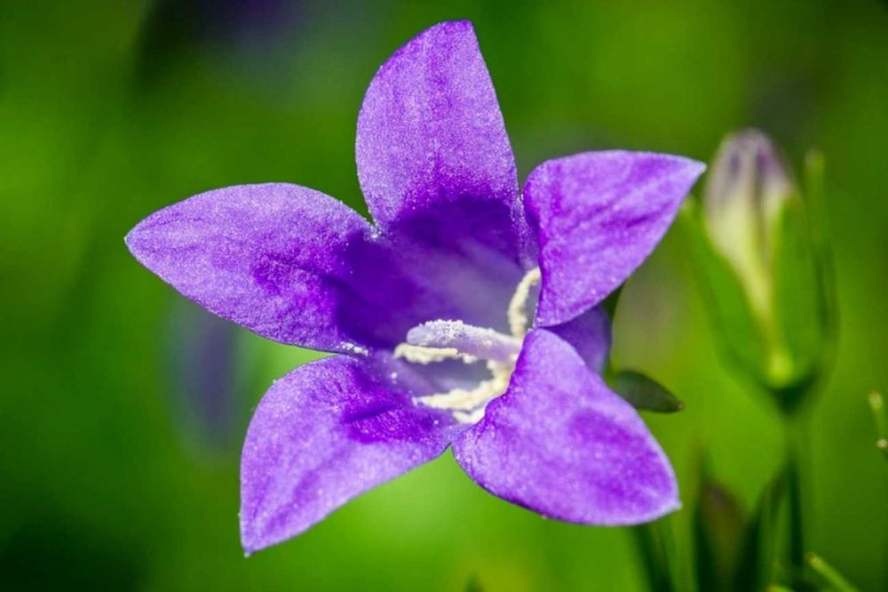 Белая сентябрина колокольчик лилейник