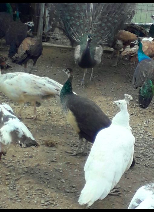 Femelă matură de paun Alb