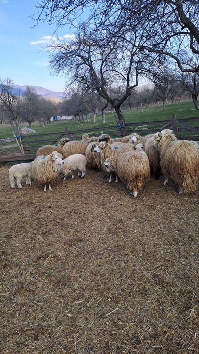 Oi si Mioare de vanzare