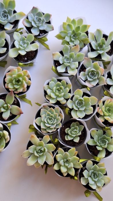 Тойбастар из суккулентов