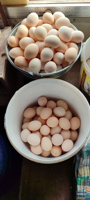 Продаются Домашние яйца