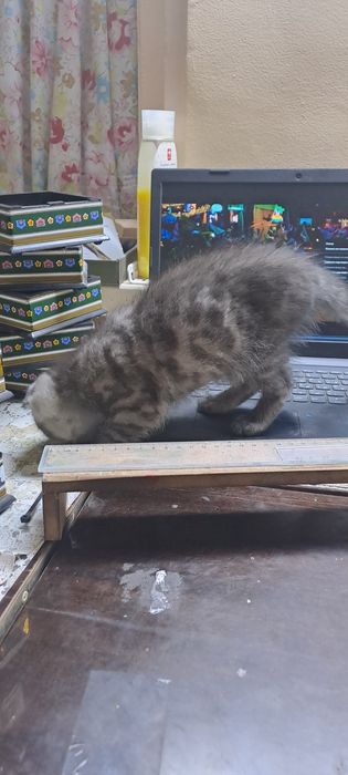 Skottish fold 2 oylik