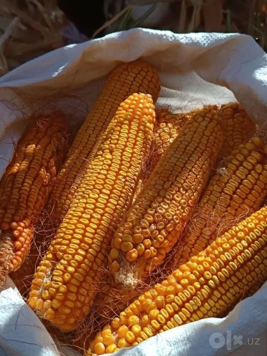 Кукуруза  есть 7 тонн