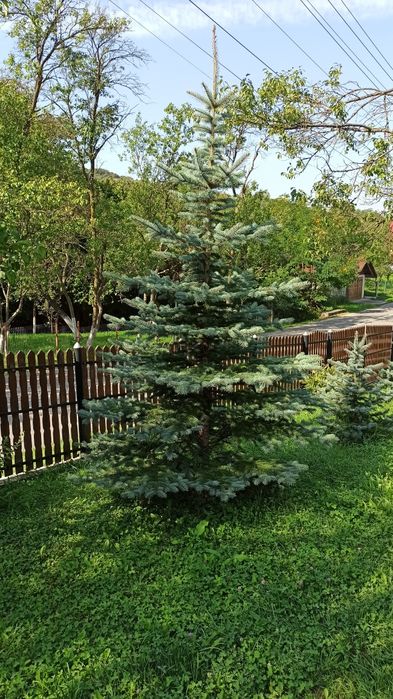 Vând brazi argintii