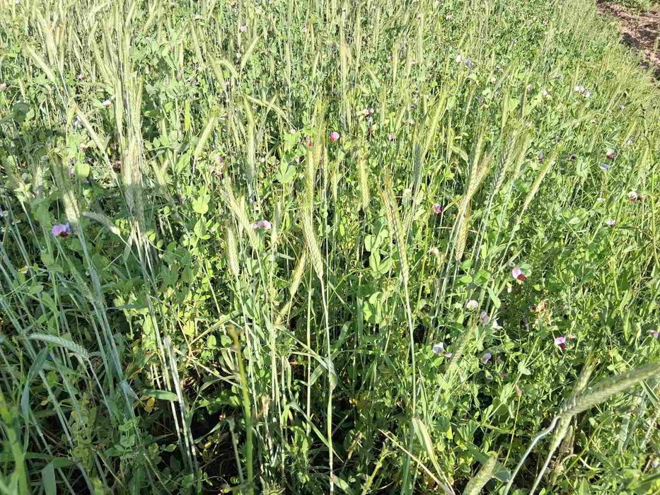 Продавам Фолирани бали смеска грах и тритикале- Сенаж