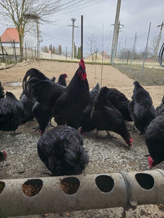 Ouă austrolup de vânzare