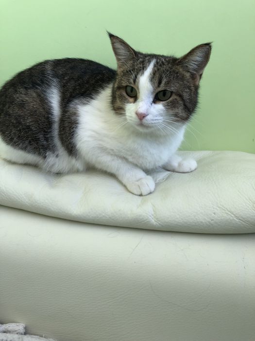 Любимые животные