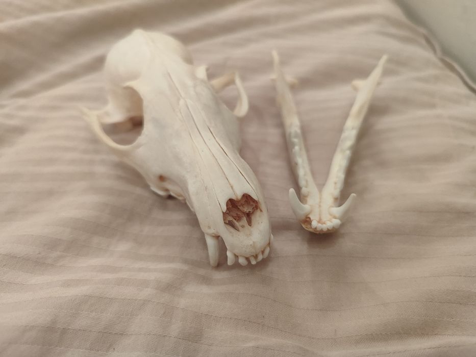 Череп лисы (имитация)