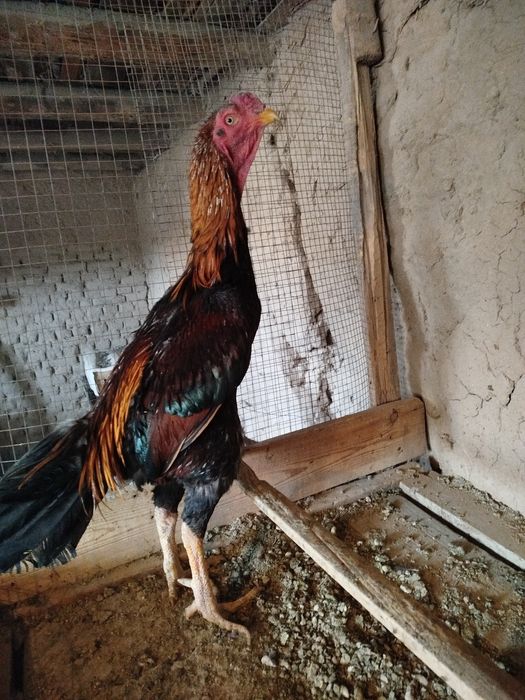 Dakan xo'roz sotiladi