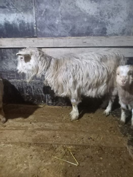 Орыс ешкі Ломанча