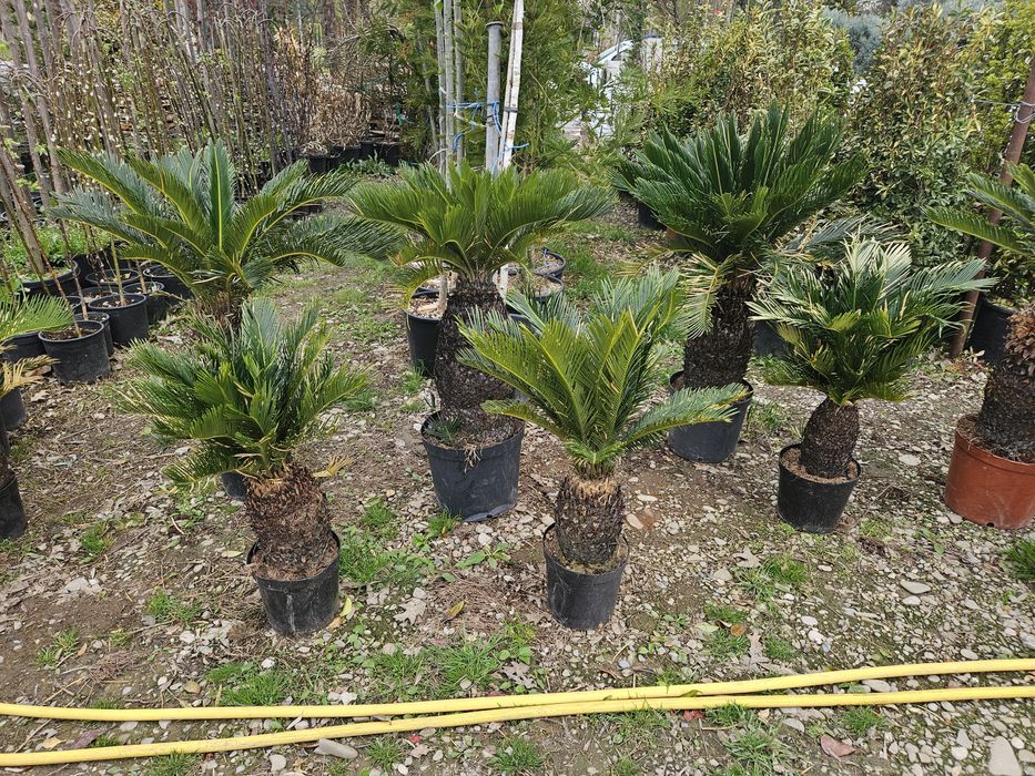 Mesteacan  betula pendula copaci