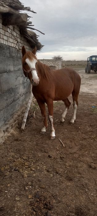 Жеребец 7лет обученный спокойный