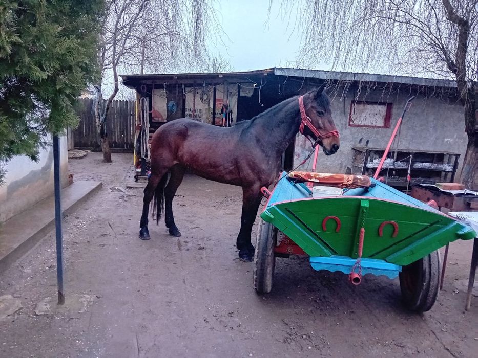 Iapă trapasă garantată