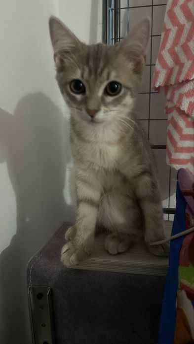 ищем дом для кошечки Войси