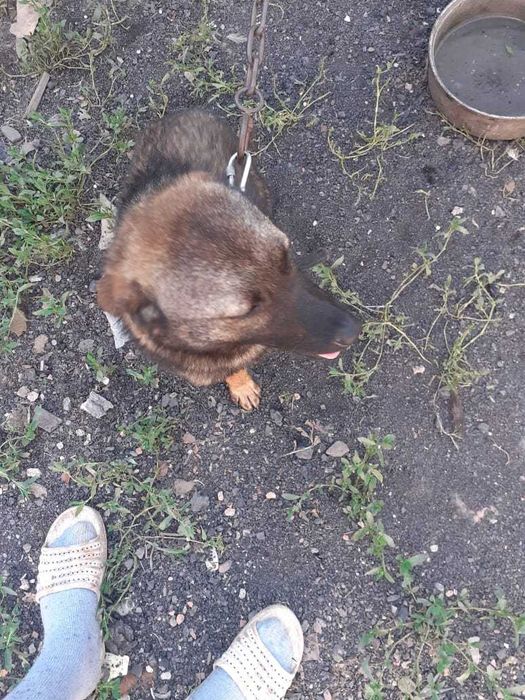 Срочно отдам собаку
