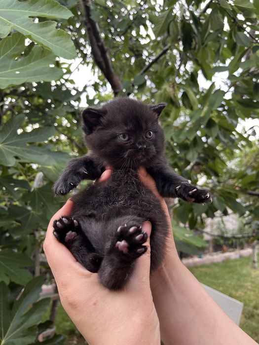 British Shorthair Black