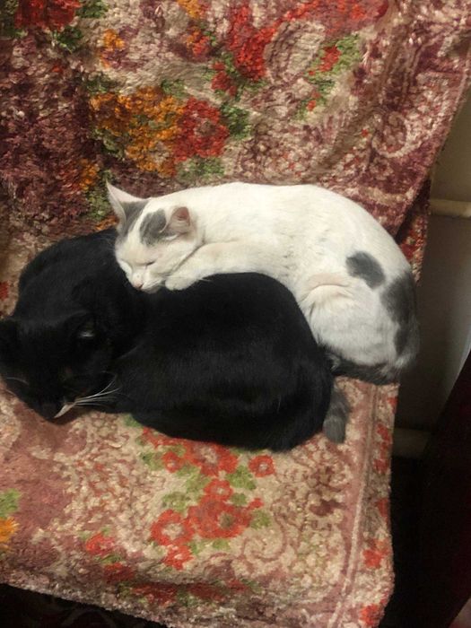 Отдам кошку в хорошие руки