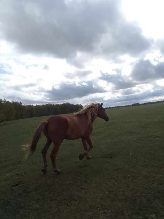 Продам молодую кобылу