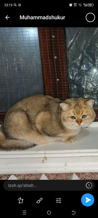 Zalatoy shinshilla oʻgʻil sotuvda