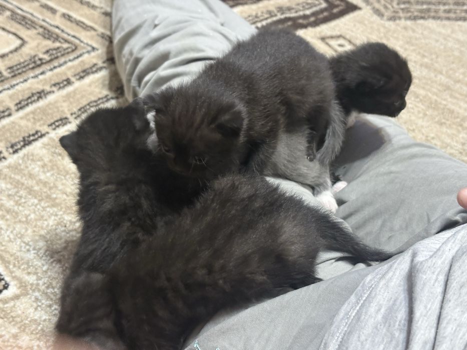 Котята Вислоухие