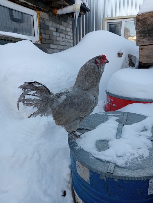 Петухи. Амераукана