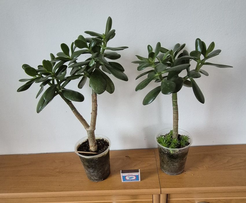 Крассулы (суккуленты)