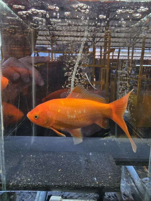 Золотые рыбки кометы вуалевые