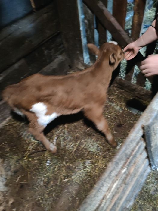 Продам телят бычок и тëлачка