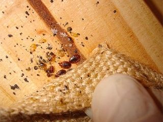 Ploșnițe/gândaci - Scăpa de acești dăunători nedoriți