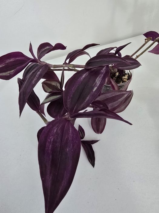 Комнатные цветы от 500тг