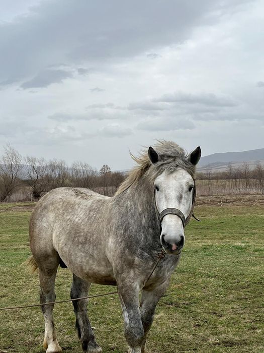 Armăsar de vânzare sau monta