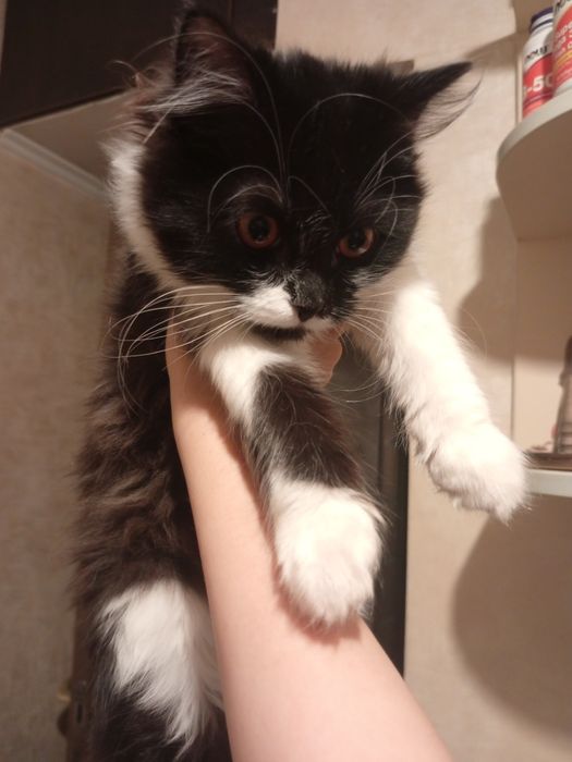 котенок девочка.