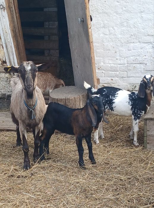 Козлята Нубо Биталы