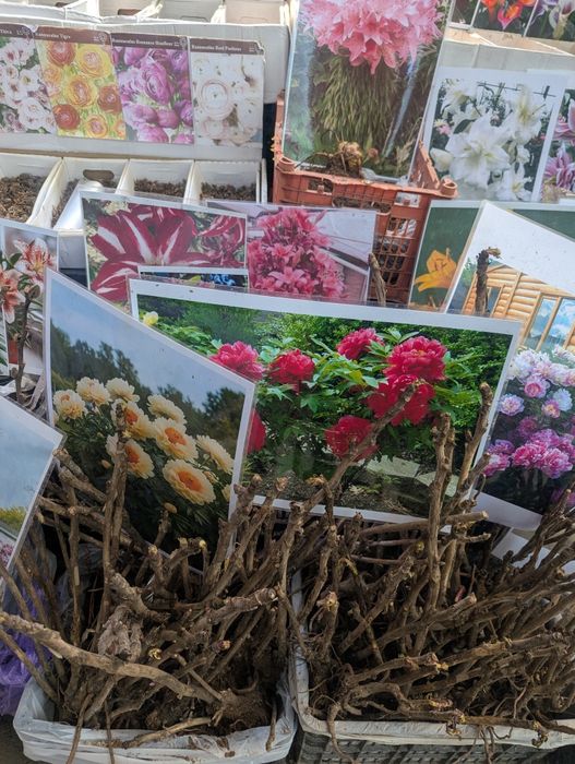 Продаются различные цветы