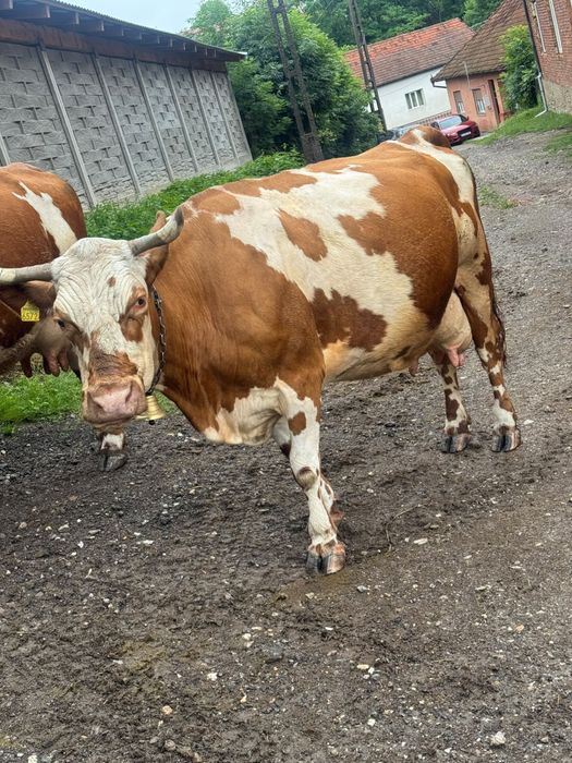 Vand vaca cu vitea