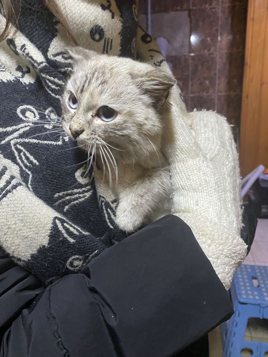 Котик девочка отдам в хорошие руки