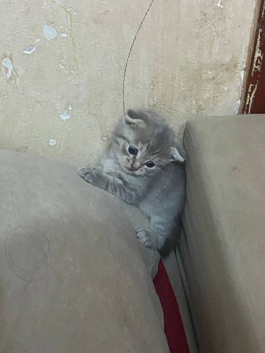 Веслоухие котята