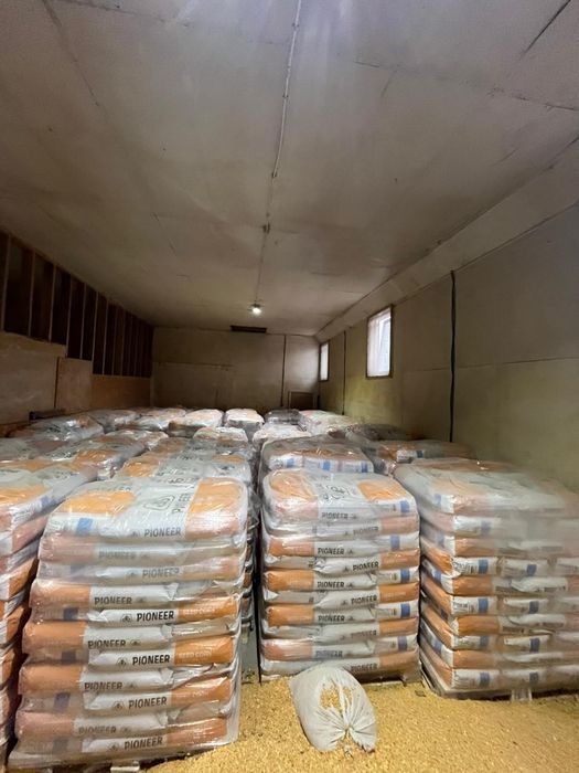 Samanta porumb Pioneer Neoma Syngenta