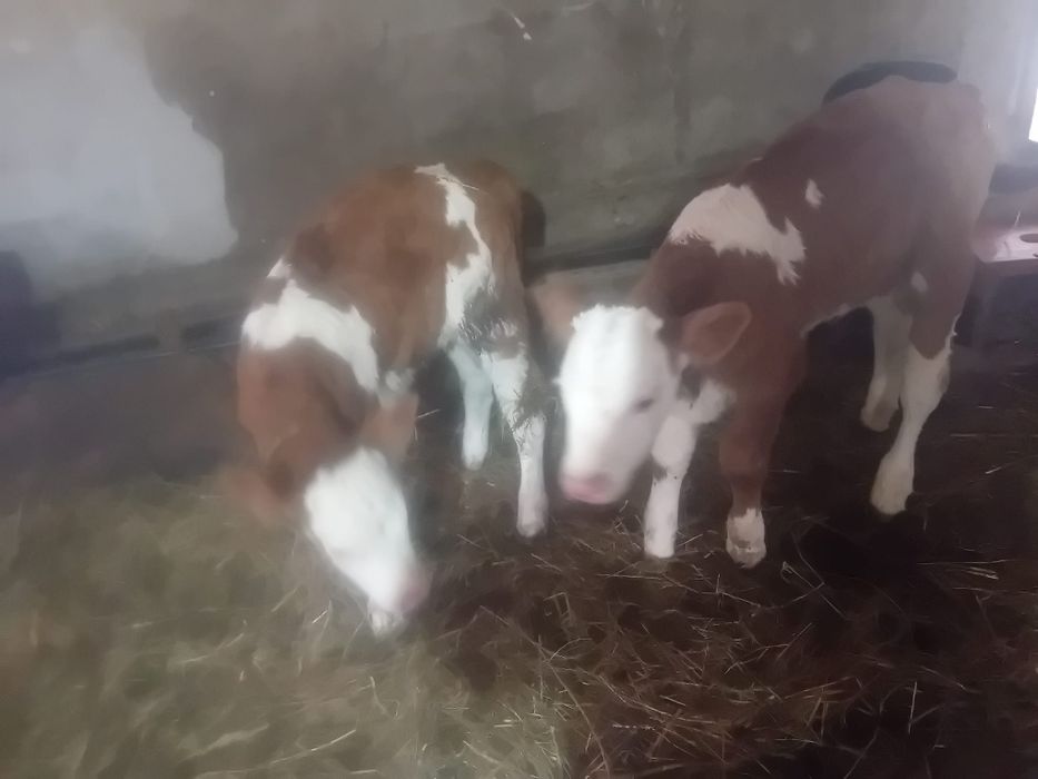 Trei tăurași și o vițea