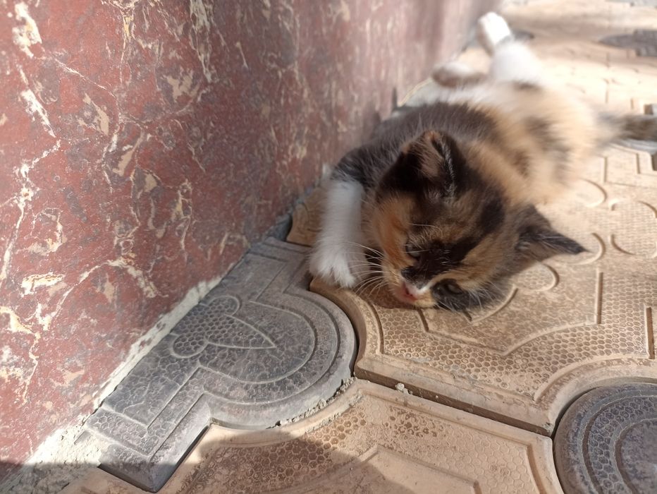 Продается кошки британский короткий шерстяная голубоглазые