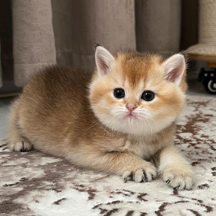 Девочка британка чистокровная золотая шиншилла