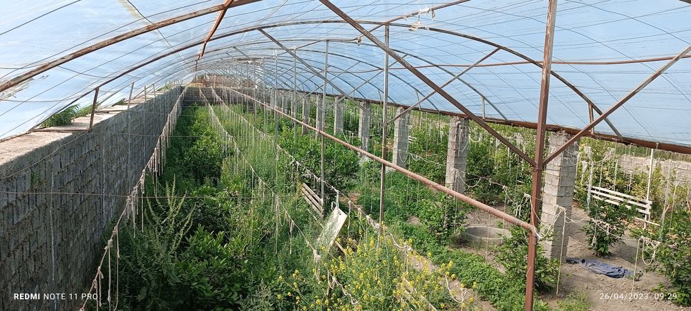 Issiqxona sotiladi ijaraga birladi