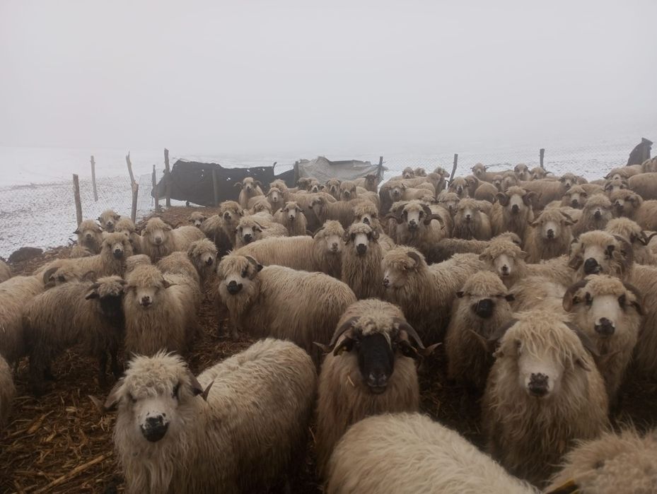 Vând oi productive si tinere