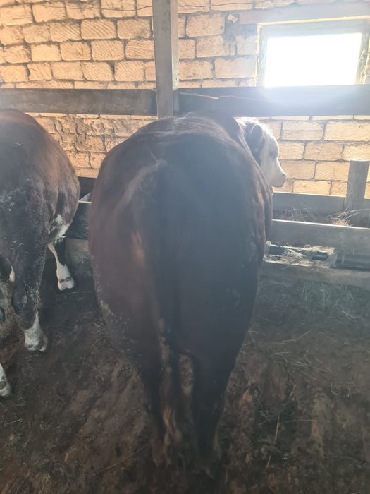 Бұқалар сатылады