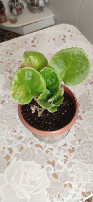 Продам красивые цветы