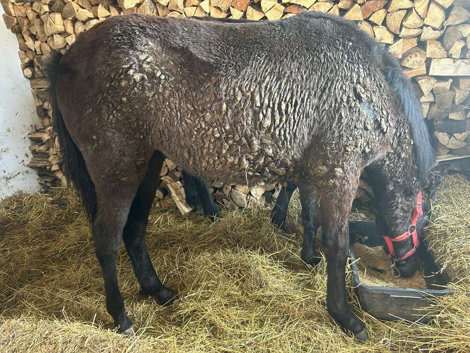 2 Mânze top sură și brează 7 luni-6 luni negociabil