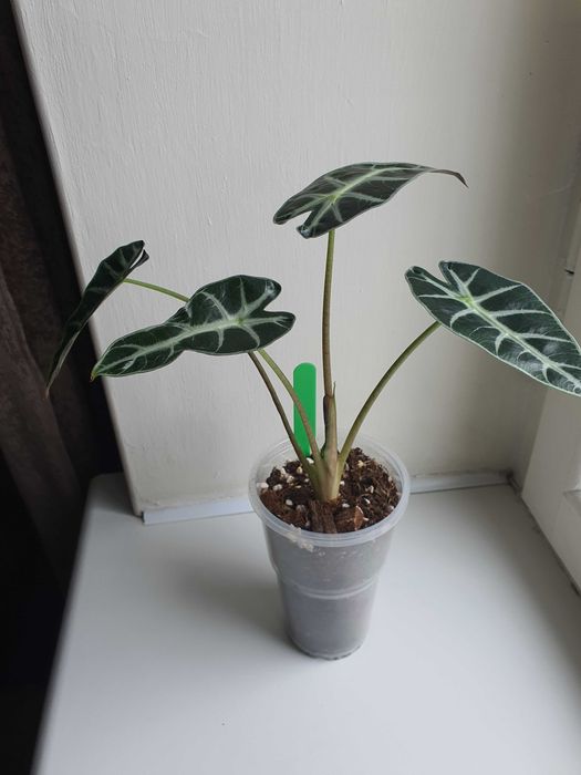 Алоказии bambino, silver dragon, polly