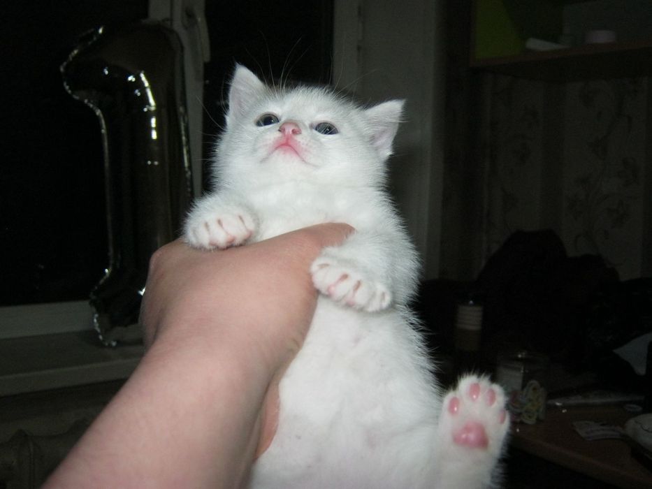 Отдам котенка девочку