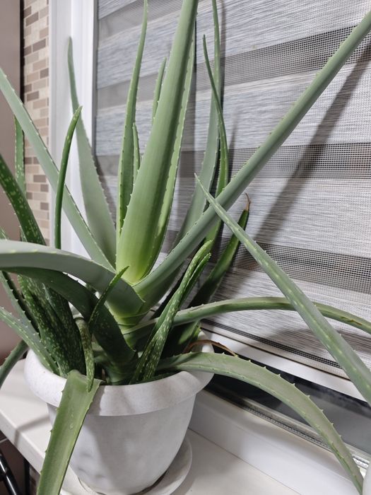 Алоэ вера (лечебный)