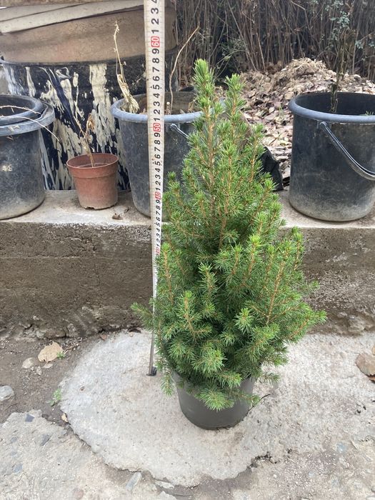 Коника(ель канадская)